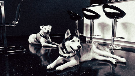 office dogs andy and nina