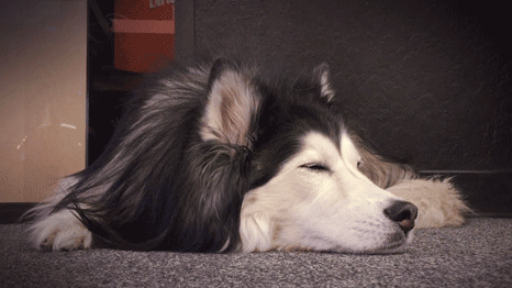 office dog lika